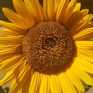 Meet your Posher, Shanon